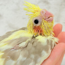 ほっと一息つきましょう☕️🌿.•*オカメインコ(シナモンパイド) ヒナ