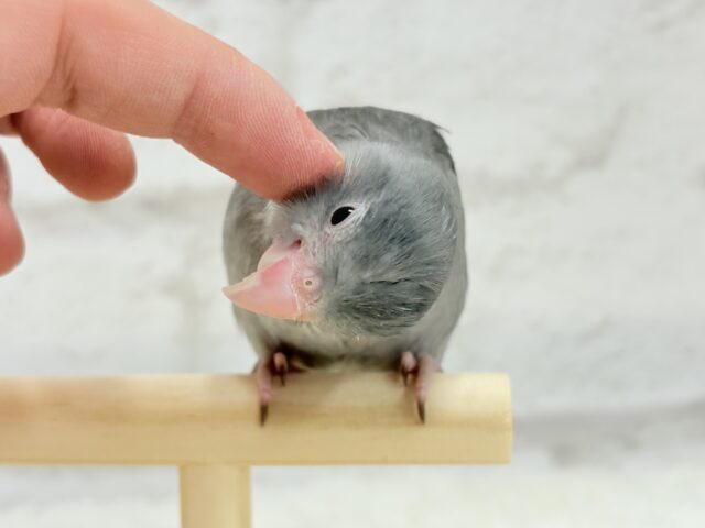 マメルリハ