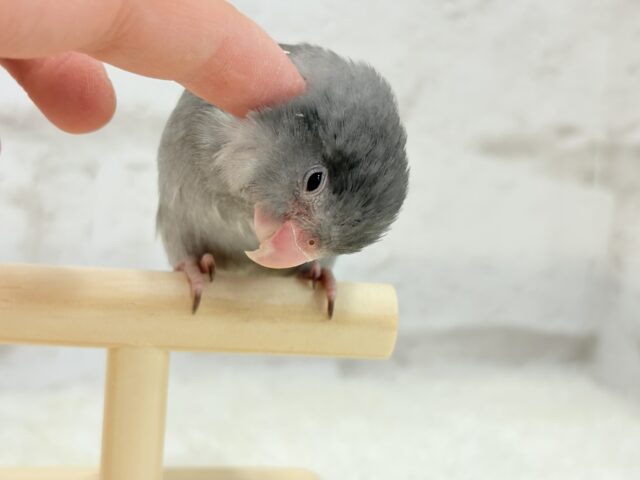 マメルリハ