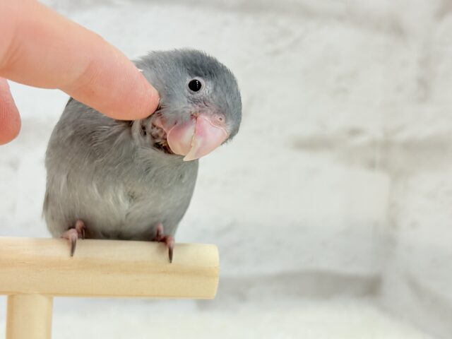マメルリハ