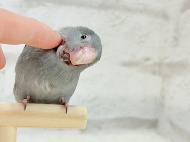 マメルリハ