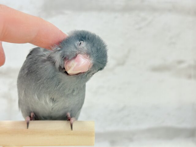 マメルリハ
