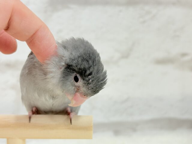 マメルリハ