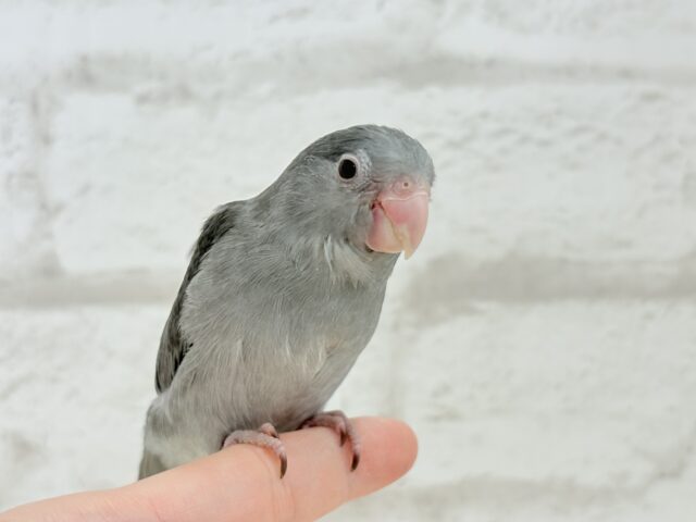 マメルリハ