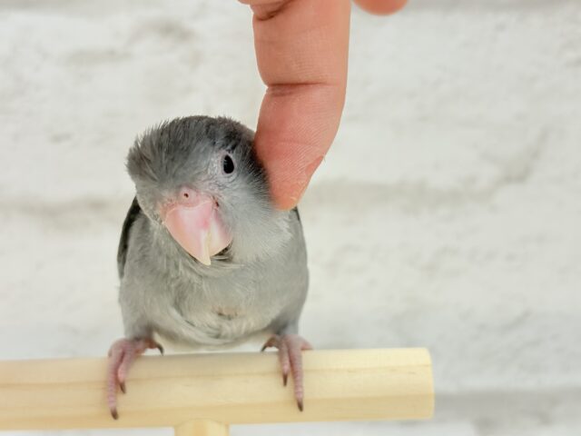 マメルリハ
