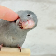 【最新画像更新🪄もうすぐひとり餌‪☆】かっこよくて、可愛くて、🐣💖マメルリハ(モーブ) ヒナ