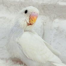 たくさん遊ぼう♬セキセイインコ(ダブルファクター) ヒナ