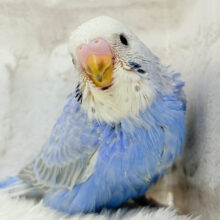 むちっと♡藤色に包まれて🫧セキセイインコ(オパーリン) ヒナ
