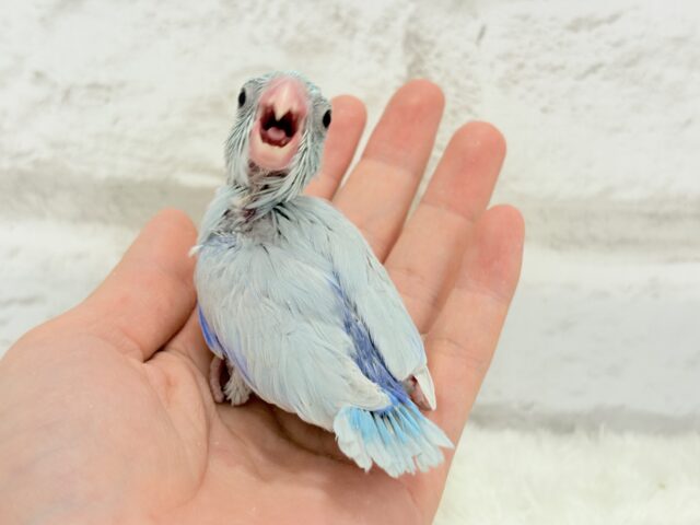 マメルリハ