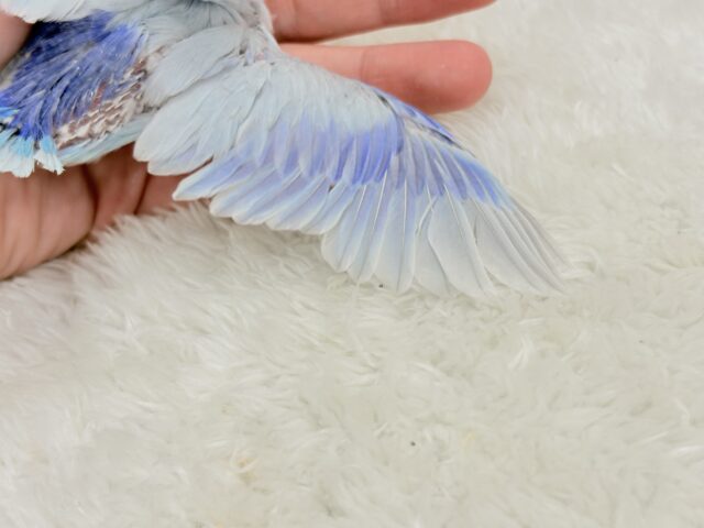 マメルリハ