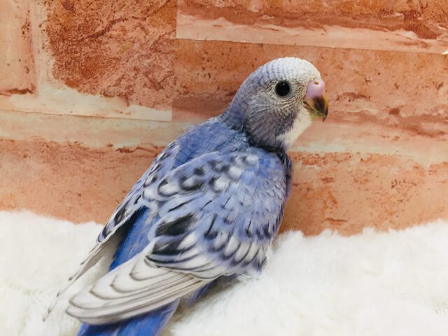 透き通ったきれいな青色✨✨✨　セキセイインコ（スパングル）