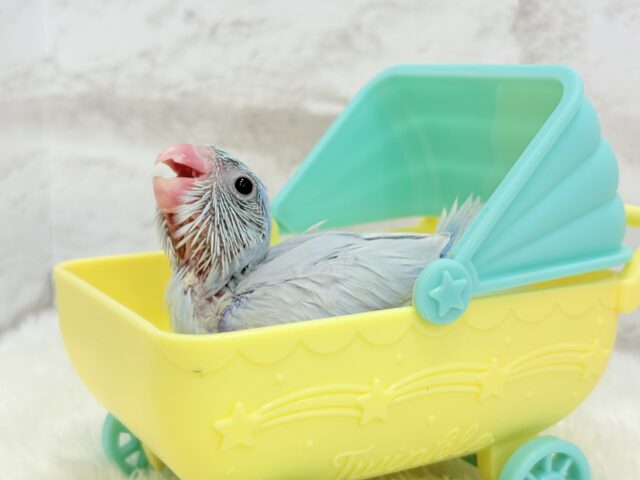 マメルリハ