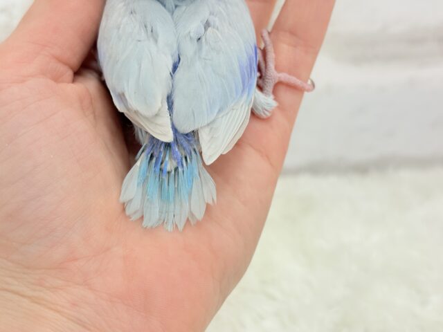 マメルリハ