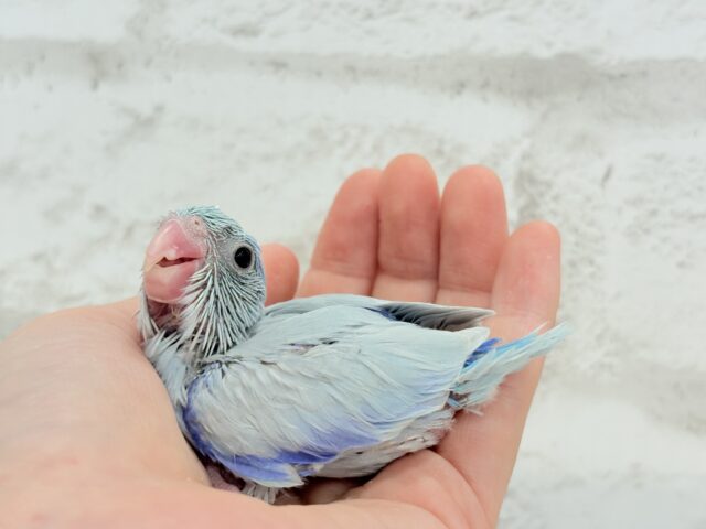 マメルリハ