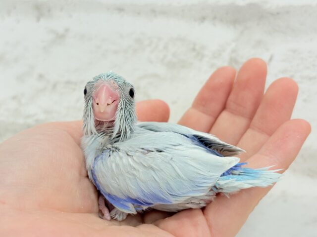 マメルリハ