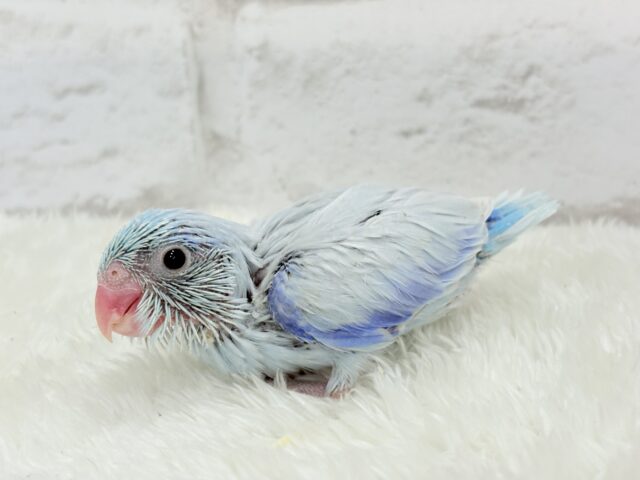 マメルリハ