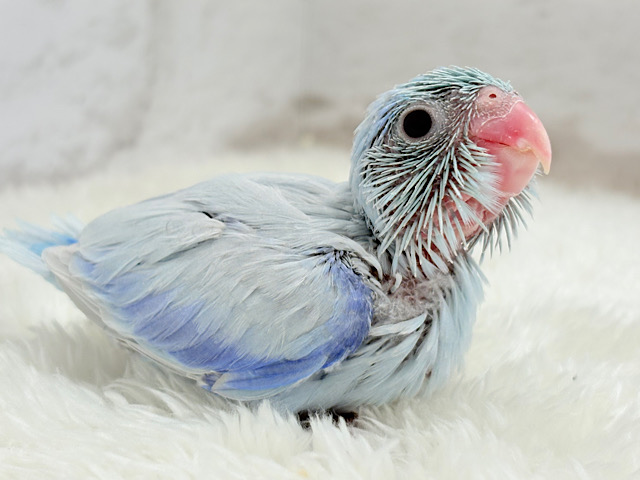 人気者🐣美カラーマメちゃんを見逃すな！！マメルリハ(アメリカンホワイト) 男の子 ヒナ