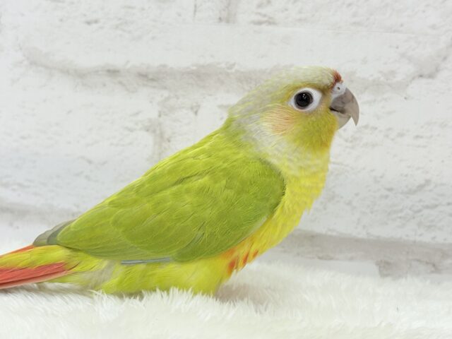 ホオミドリウロコインコ
