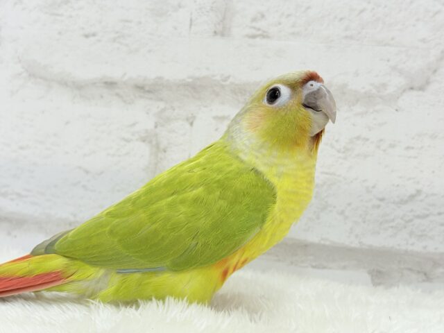 ホオミドリウロコインコ