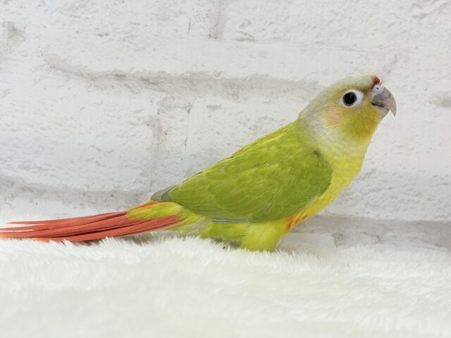 ホオミドリウロコインコ