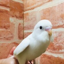 真っ白ボディが魅力的★☆★☆　セキセイインコ（ダブルファクター）