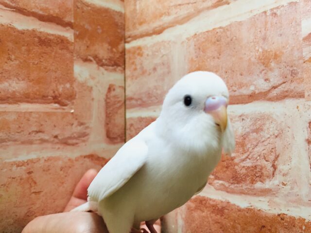 真っ白ボディが魅力的★☆★☆　セキセイインコ（ダブルファクター）