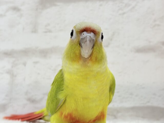 ホオミドリウロコインコ