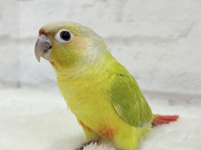 ホオミドリウロコインコ