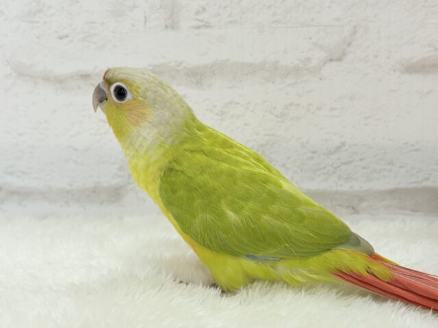ホオミドリウロコインコ