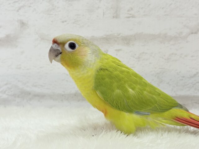 ホオミドリウロコインコ