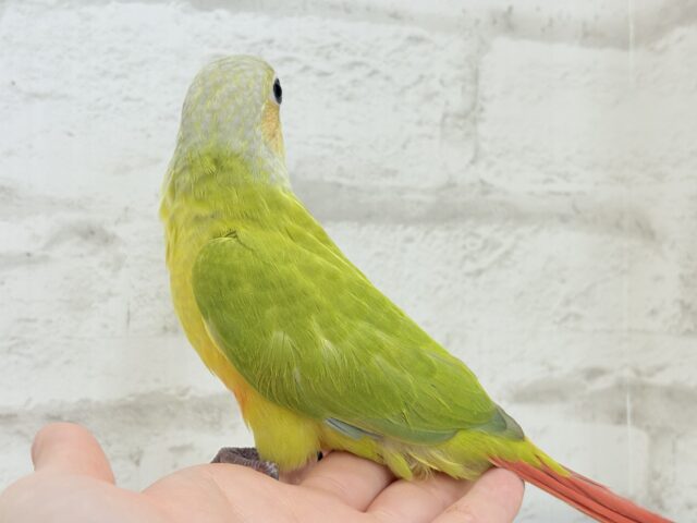 ホオミドリウロコインコ