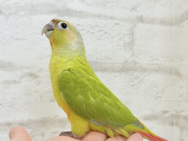 ホオミドリウロコインコ