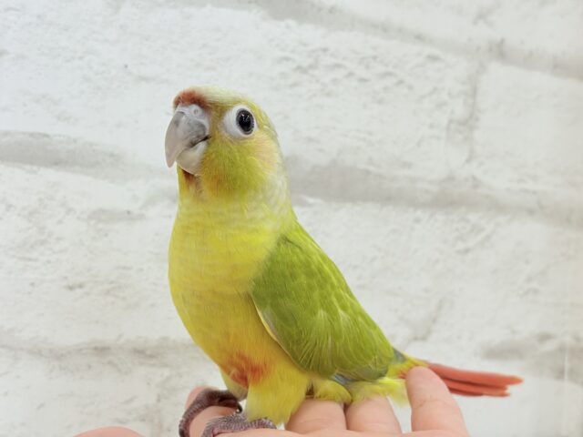 ホオミドリウロコインコ