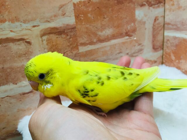 セキセイインコ