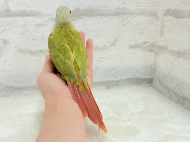 ホオミドリウロコインコ