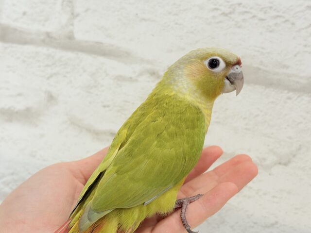 ホオミドリウロコインコ