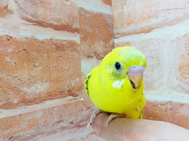 セキセイインコ