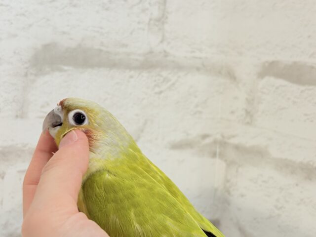 ホオミドリウロコインコ