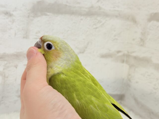 ホオミドリウロコインコ