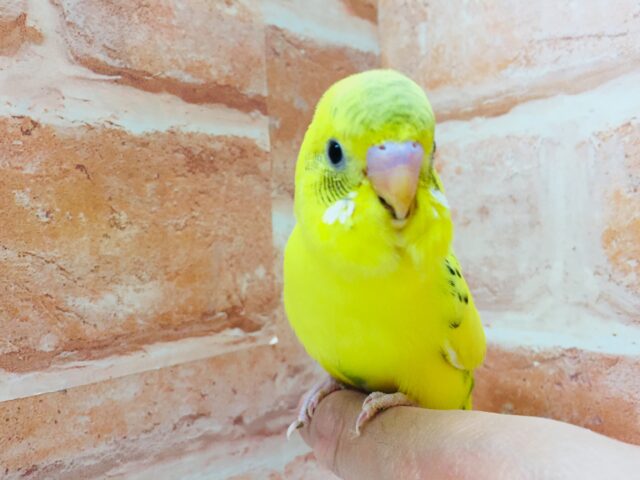 人気カラーのセキセイちゃんがやって来ましたよ～🎵　セキセイインコ（ハルクイン）