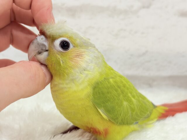 ホオミドリウロコインコ