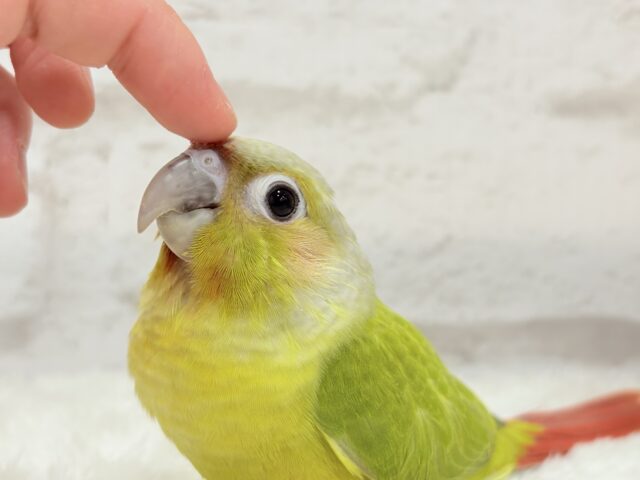 ホオミドリウロコインコ