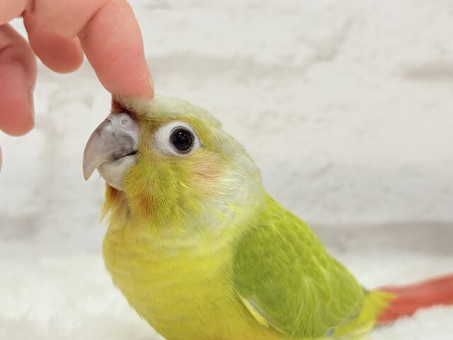 ホオミドリウロコインコ