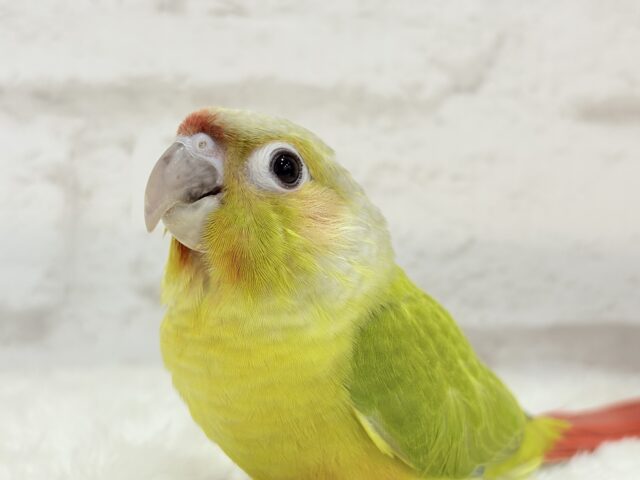 ホオミドリウロコインコ