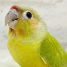 “可愛いっ💘”が止まらないっっっ♬ウロコインコ(ダイリュート)