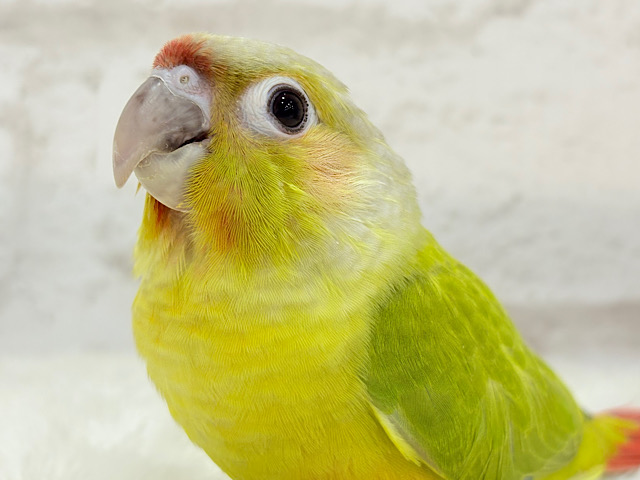 “可愛いっ💘”が止まらないっっっ♬ウロコインコ(ダイリュート)