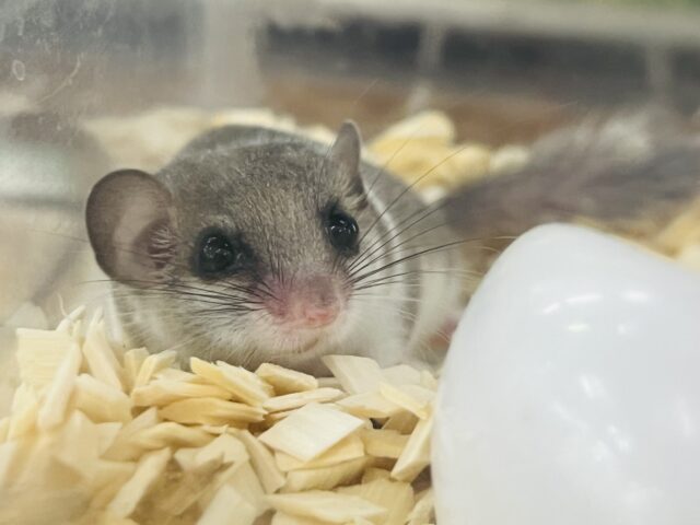 アフリカヤマネ