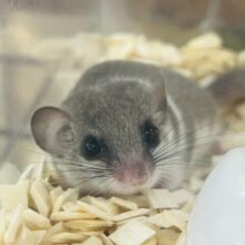 8/20更新☆かくれんぼの達人⁉︎ねむねむアフリカヤマネ✨唯一無二のパイドカラー