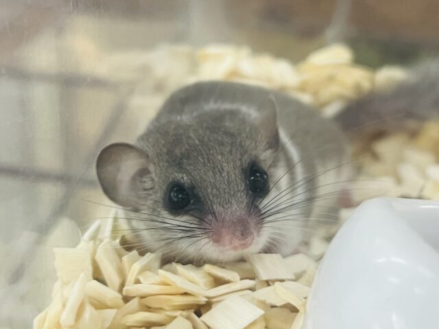 8/20更新☆かくれんぼの達人⁉︎ねむねむアフリカヤマネ✨唯一無二のパイドカラー