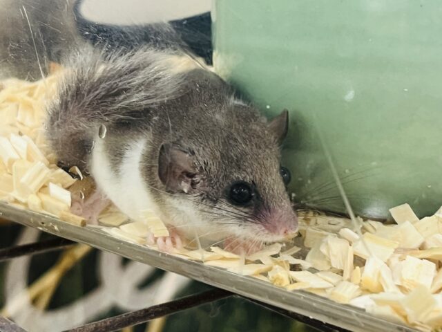 アフリカヤマネ